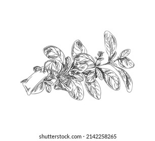 Marjoram plant twig with paper badge, vintage engraving vector illustration isolated on white background. Hand drawn marjoram aromatic cosmetics herb or culinary spice.
