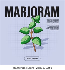 Marjoram Premium Vector Clipart High-Quality Illustration for Cooking Branding and Packaging