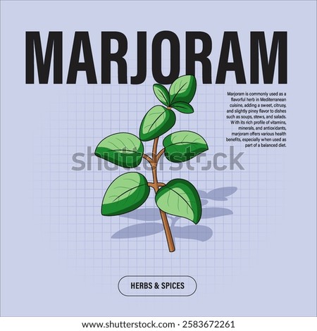 Marjoram Premium Vector Clipart High-Quality Illustration for Cooking Branding and Packaging