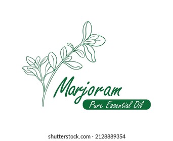 marjoram pure essential oil line art design vector illustration 