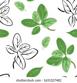 Marjoram seamless pattern. Vector color illustration of green herbs on  white background. Black and white outline.