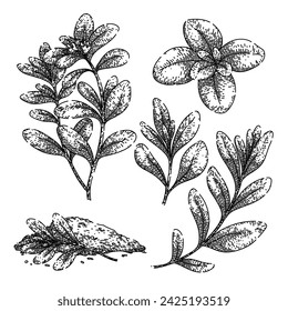 conjunto de mejorana dibujado a mano. dulce fresco, hojas de planta, vista en polvo de mejorana vector boceto. ilustración aislada negra
