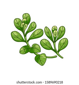Marjoram spice vector realistic colored botanical illustration. Product to prepare delicious and healthy food. Isolated on white background.