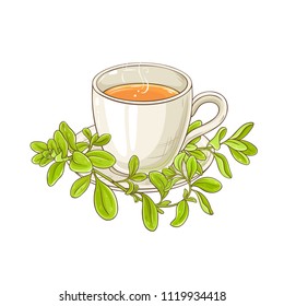 marjoram tea illustration