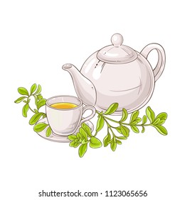 Marjoram Tea Illustration