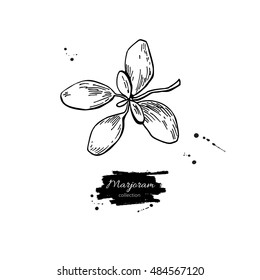 Marjoram vector hand drawn illustration. Isolated spice object. Engraved style seasoning. Detailed organic product sketch. Cooking flavor ingredient. Great for label, sign, icon