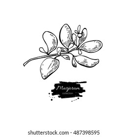 Marjoram vector hand drawn illustration. Isolated spice object. Engraved style seasoning. Detailed organic product sketch. Cooking flavor ingredient. Great for label, sign, icon