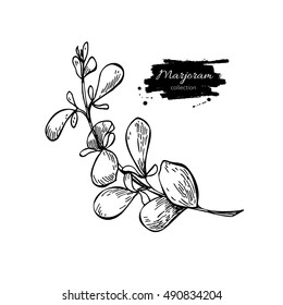 Marjoram vector hand drawn illustration. Isolated spice object. Engraved style seasoning. Detailed organic product sketch. Cooking flavor ingredient. Great for label, sign, icon