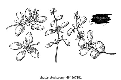 Marjoram vector hand drawn illustration set. Isolated spice object. Engraved style seasoning. Detailed organic product sketch. Cooking flavor ingredient. Great for label, sign, icon