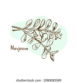 Marjoram vector. Herbs and spices hand drawn vector illustration. Sketchy style.Vintage illustration. Aromatic plants. Hand drawn sketch of food. Card design. Spices and herbs