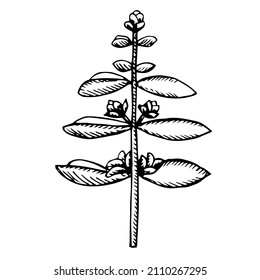 Marjoram vector illustration, hand drawing sketch