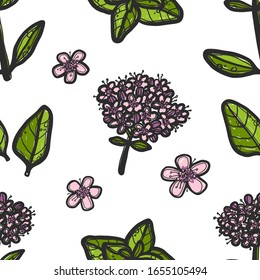 Marjoram vector seamless pattern. Grunge stylized leaves on white background. Colored aromatic leaf and flowers herb. Wrapping paper, wallpaper, textile design. Aromatherapy and alternative medicine.