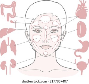 Markers of reflexology zones. Projection of the internal organs on the face of a woman. Vector illustration Isolated on white background