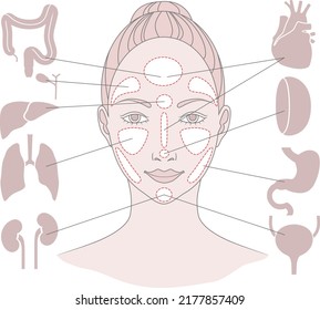 Markers of reflexology zones. Projection of the internal organs on the face of a woman. Vector illustration Isolated on white background