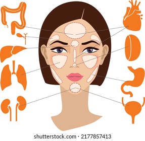 Markers of reflexology zones. Projection of the internal organs on the face of a woman. Vector illustration Isolated on white background