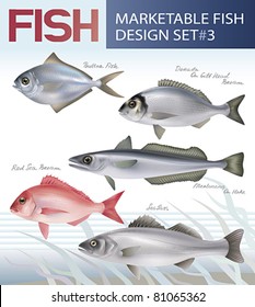 Marketable fish. Vector design set 3.