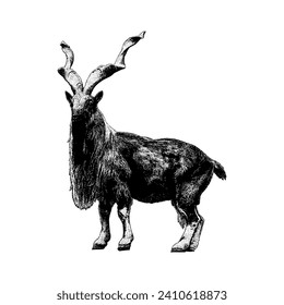Markhor hand drawing vector isolated on white background.