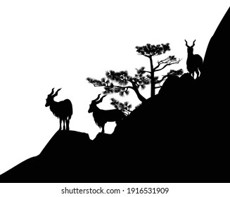 markhor mountain goats herd on pine tree covered rock cliff - black and white vector silhouette scene