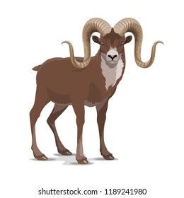 Markhor or screw horn wild vector goat. Flare astore markhor with corkscrewing horns wildlife domesticated animal living in mountains, realistic feral goat rare horned mammal