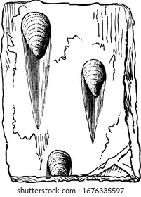 Marks made by water spreading over shells of stones that are lodged in the sand, in this image in Silurian sandstone, Showing three images of rill marks in sandstone, vintage line drawing or engraving