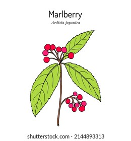 Marlberry (Ardisia japonica), medicinal plant. Hand drawn botanical vector illustration