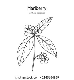 Marlberry (Ardisia japonica), medicinal plant. Hand drawn botanical vector illustration