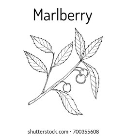 Marlberry (Ardisia japonica), medicinal plant. Hand drawn botanical vector illustration