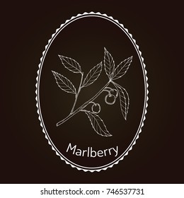 Marlberry (Ardisia japonica), medicinal plant. Hand drawn botanical vector illustration