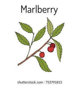 Marlberry (Ardisia japonica), medicinal plant. Hand drawn botanical vector illustration