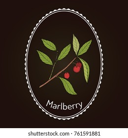 Marlberry (Ardisia japonica), medicinal plant. Hand drawn botanical vector illustration