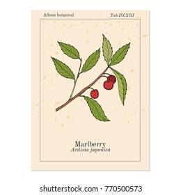 Marlberry (Ardisia japonica), medicinal plant. Hand drawn botanical vector illustration