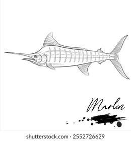 Marlin Fisch, Salzwasserfisch Tier realistische Skizze, Vektorgrafik