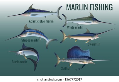 Marlin fishing. Set of billfish. Blue, black, striped and white marlin, swordfish and sailfish. Vector illustration isolated on the turquoise background