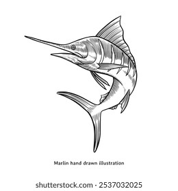 Marlin illustration. Marlin fish hand drawn illustration in vintage hand drawn style