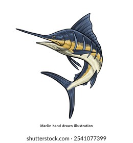 Marlin illustration. Marlin fish hand drawn illustration in vintage style