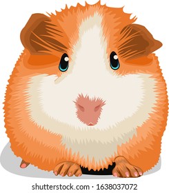 marmoot cute animal vector illustration