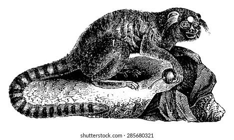 Marmoset schwarze Bürsten oder Marmoset penicille oder callithrix penicillata, vintage gravierte Illustration. Naturgeschichte der Tiere, 1880.
