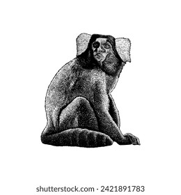Marmoset hand drawing vector isolated on white background.