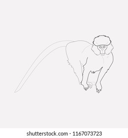 Marmoset icon line element. Vector illustration of marmoset icon line isolated on clean background for your web mobile app logo design.