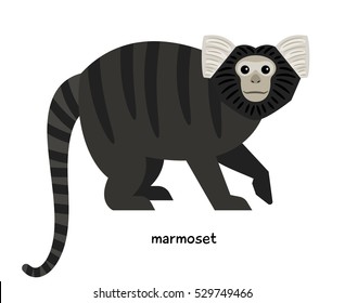 Marmoset - monkey, characterized at agility and mobility.