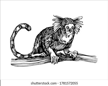 marmoset monkey sitting on a branch, funny smart pet with an emotional face, vector illustration with black ink lines isolated on a white background in a hand drawn style