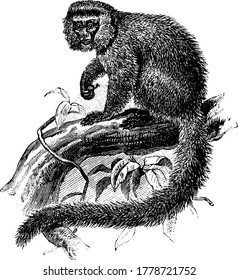 Marmoset, a south American monkey, sitting on the branches of tree, lack wisdom teeth and has claws and tactile hairs on their wrists., vintage line drawing or engraving illustration.