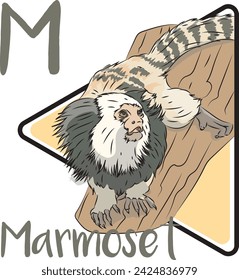 Marmoset is a unique New World Monkey. They are tree-dwelling primates that move in a quick jerky manner. Marmosets are highly social creatures. Marmoset is native to the scrub forest.