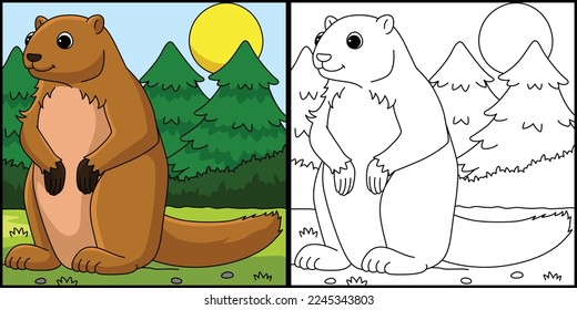 Marmot Animal Coloring Page Colored Illustration