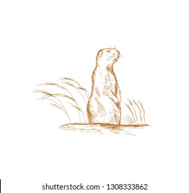 Marmot . Groundhog sketch vector illustration