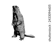 Marmot hand drawing vector isolated on white background.