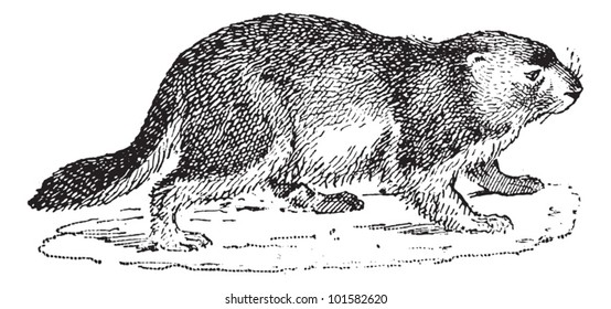 Marmot or Marmota sp., vintage engraved illustration. Dictionary of Words and Things - Larive and Fleury - 1895