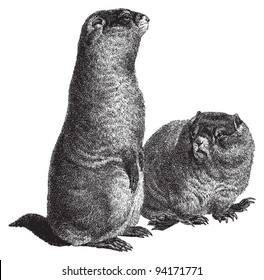 Marmot (Marmota) / vintage illustration from Meyers Konversations-Lexikon 1897