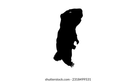 marmot silhouette, high quality vector