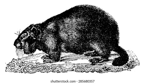 Marmot, vintage engraved illustration. Natural History of Animals, 1880.